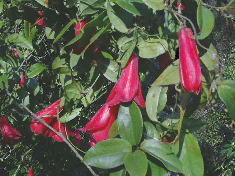 Copihue, die chilenische Wachsglockenblume