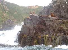 Seeloewen auf Chiloé